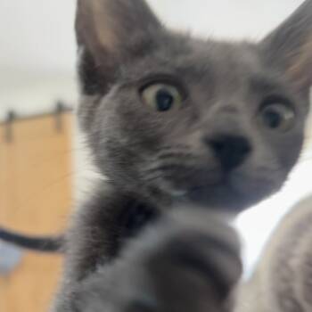 Rescue Domestic Short Hair Cats for Adoption in Yucca Valley, California - Pipsqueak | PetCurious