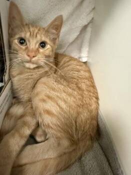 Poliwhirl -  Domestic Short Hair Cat for Adoption in Westland, Michigan - Poliwhirl | PetCurious