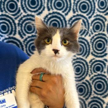 Misty -  Domestic Medium Hair Cat for Adoption in Goleta, California - Misty | PetCurious