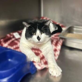 Domestic Short Hair Cats Available for Adoption - Maple Creme Oreo | PetCurious