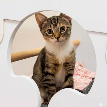Dandelion -  Tabby Cat for Adoption - Dandelion | PetCurious