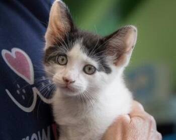 Domestic Short Hair Cats Available for Adoption in Oradell, New Jersey - Twilo | PetCurious