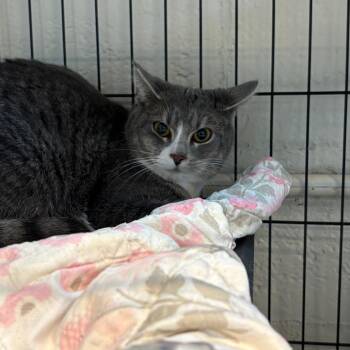 Domestic Short Hair Cats Available for Adoption in Huntington, West Virginia - Thelma | PetCurious