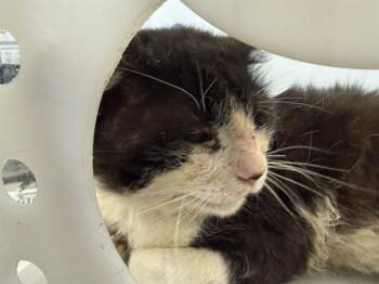 CELL -  Domestic Long Hair Cat for Adoption in Rowlett, Texas - CELL | PetCurious