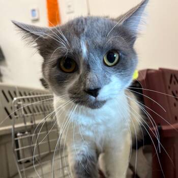 Clyde -  Domestic Short Hair Cat for Adoption in Bentonville, Arkansas - Clyde | PetCurious