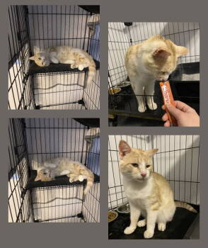 Rescue Domestic Short Hair Cats for Adoption in Sparta, Illinois - Marble | PetCurious