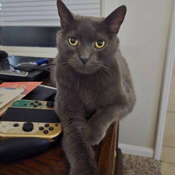 Domestic Short Hair Cats Available for Adoption in Des Moines, Iowa - Flint | PetCurious