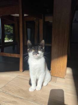 Domestic Short Hair Cats Available for Adoption - Marie | PetCurious