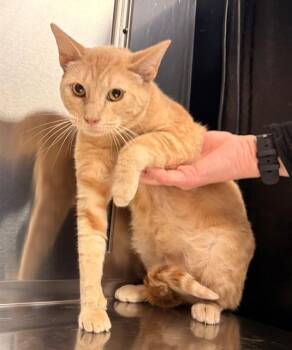 GRAYSON -  Domestic Short Hair Cat for Adoption in Minneapolis, Minnesota - GRAYSON | PetCurious