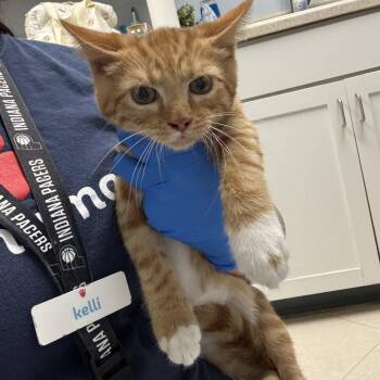 Lock -  Domestic Short Hair Cat for Adoption in Indianapolis, Indiana - Lock | PetCurious