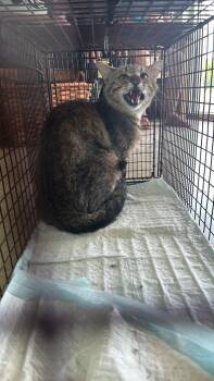 Nelson Feral 15 -  Domestic Short Hair Cat Available for Adoption in New Braunfels, Texas - Nelson Feral 15 | PetCurious