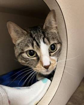Kona -  Domestic Short Hair Cat for Adoption in Quakertown, Pennsylvania - Kona | PetCurious