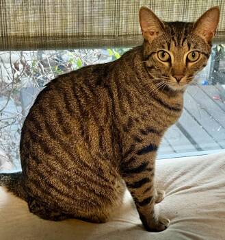 Anakin -  Domestic Short Hair Cat for Adoption in Seal Beach, California - Anakin | PetCurious