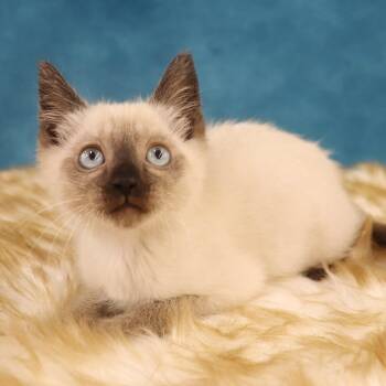 Panda - Siamese Kitten Coming Soon -  Siamese Cat Available for Adoption in League City, Texas - Panda - Siamese Kitten Coming Soon | PetCurious