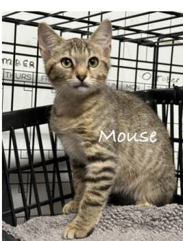 Mouse -  Domestic Short Hair Cat for Adoption in Pawleys Island, South Carolina - Mouse | PetCurious