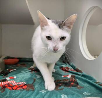 XANDER -  Domestic Short Hair Cat for Adoption in Texas City, Texas - XANDER | PetCurious