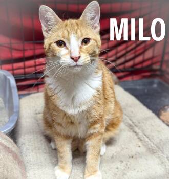 MILO -  Domestic Short Hair and Tiger Cat for Adoption in Griffith, Indiana - MILO | PetCurious
