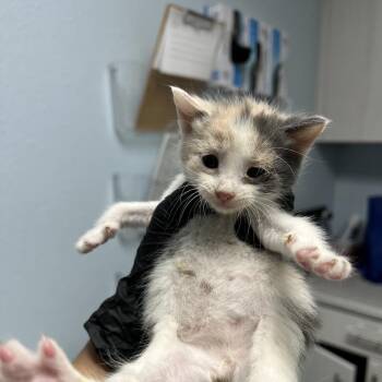 Domestic Short Hair Cats Available for Adoption in Riverside, California - Pepperoni | PetCurious