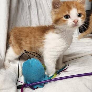 Bob -  Domestic Long Hair Cat for Adoption in Kirksville, Missouri - Bob | PetCurious