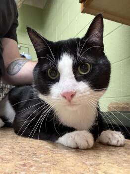 Domestic Short Hair Cats Available for Adoption in Indianapolis, Indiana - FELIX | PetCurious