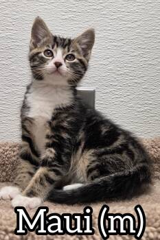 Maui -  Domestic Short Hair Cat Available for Adoption in Chilliwack, British Columbia - Maui | PetCurious