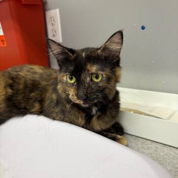 Jilli Bean -  Domestic Short Hair Cat for Adoption in Spokane, Washington - Jilli Bean | PetCurious