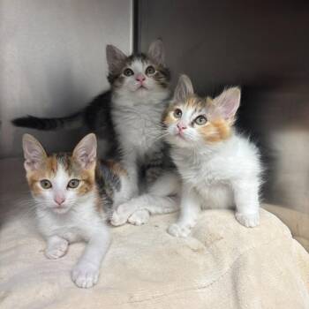 Horchata -  Domestic Short Hair Cat for Adoption in Los Angeles, California - Horchata | PetCurious