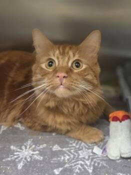 Pie -  Domestic Short Hair Cat for Adoption in Westland, Michigan - Pie | PetCurious