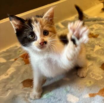 Darla -  Domestic Short Hair Cat Available for Adoption in Lexington, South Carolina - Darla | PetCurious
