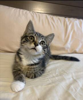 Pit stop -  Domestic Short Hair Cat for Adoption in Charlotte, North Carolina - Pit Stop | PetCurious