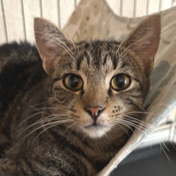 Rescue Domestic Short Hair Cats for Adoption in Los Angeles, California - Tiny Dancer | PetCurious