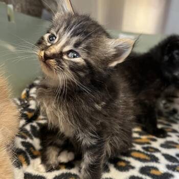 Domestic Long Hair Cats Available for Adoption in Kyle, Texas - BLUEY | PetCurious