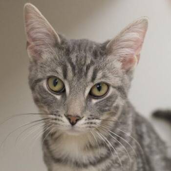 Jelly (bonded with Tigger) -  Domestic Short Hair Cat Available for Adoption in Verona, Wisconsin - Jelly (bonded With Tigger) | PetCurious