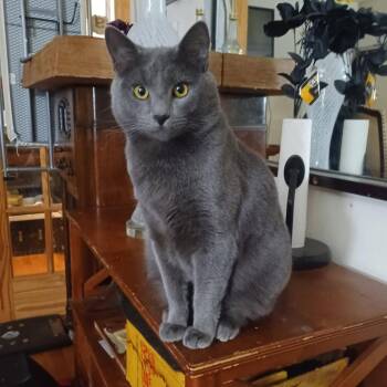 Grey Family Coming In -  Domestic Short Hair Cat for Adoption in Clifton, New Jersey - Grey Family Coming In | PetCurious