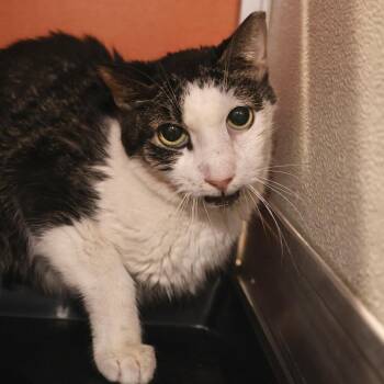 Domestic Short Hair Cats Available for Adoption in Briarcliff Manor, New York - Grampy | PetCurious