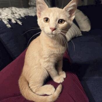 Ollie -  Domestic Short Hair Cat for Adoption in New York, New York - Ollie | PetCurious