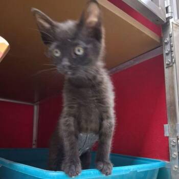 Minnie -  Domestic Medium Hair Cat for Adoption in Lake Havasu City, Arizona - Minnie | PetCurious