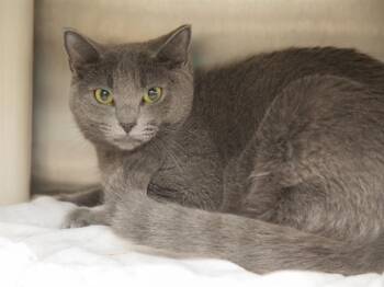 Domestic Short Hair Cats Available for Adoption - KIKI | PetCurious
