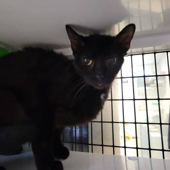 Domestic Short Hair Cats Available for Adoption in New York, New York - Chocolate Chip | PetCurious