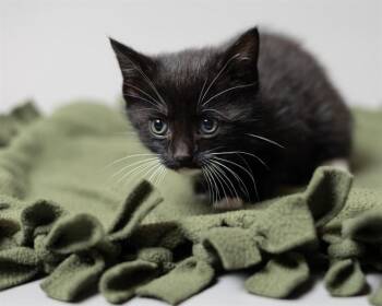 VALERIE -  Domestic Short Hair Cat Available for Adoption in Ames, Iowa - VALERIE | PetCurious