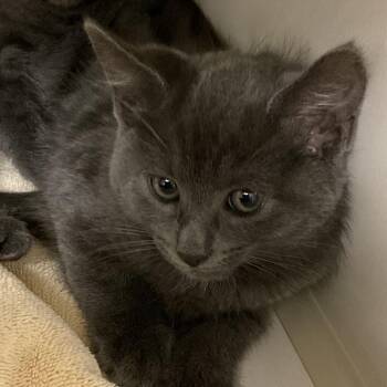 Frankie -  Domestic Medium Hair Cat for Adoption in Redwood City, California - Frankie | PetCurious