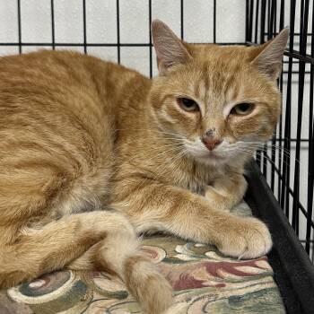 Domestic Short Hair Cats Available for Adoption in Youngstown, Ohio - Phillip | PetCurious