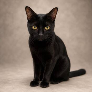 Addy -  American Shorthair Cat for Adoption in Miami, Florida - Addy | PetCurious
