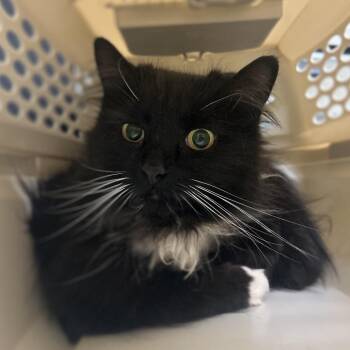 Domestic Medium Hair Cats Available for Adoption in Charlottesville, Virginia - Lulu | PetCurious