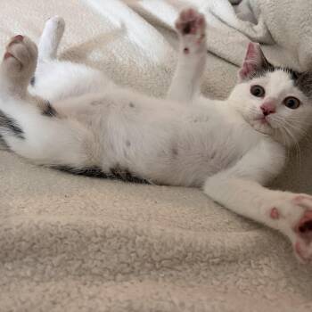 Nemo -  Domestic Short Hair Cat Available for Adoption - Nemo | PetCurious