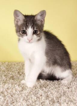 Tripoli -  Domestic Short Hair Cat for Adoption in Gilbert, Arizona - Tripoli | PetCurious