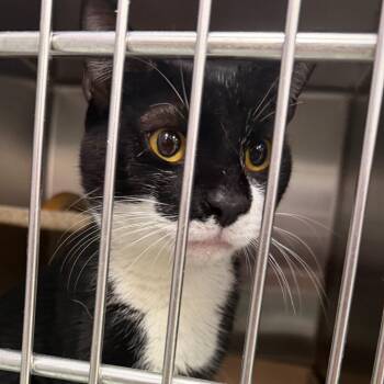 Domestic Short Hair Cats Available for Adoption in Philadelphia, Pennsylvania - Carlisle | PetCurious