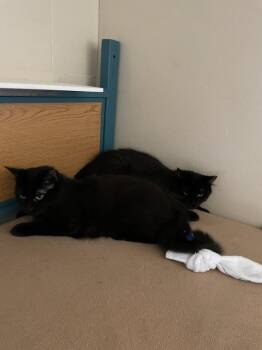 Domestic Long Hair and Maine Coon Cats Available for Adoption in Rochester, Washington - Shade & Shadow | PetCurious