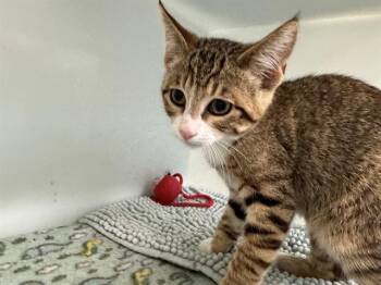 BLAINE -  Domestic Short Hair Cat for Adoption in Peoria, Illinois - BLAINE | PetCurious
