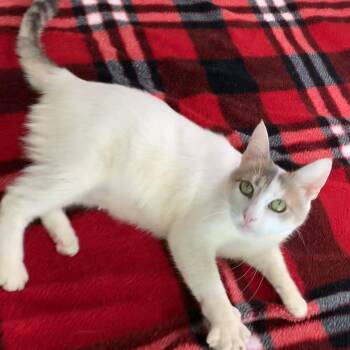 Marney -  Domestic Short Hair Cat for Adoption in Liverpool, Texas - Marney | PetCurious